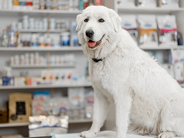 farmacia veterinaria