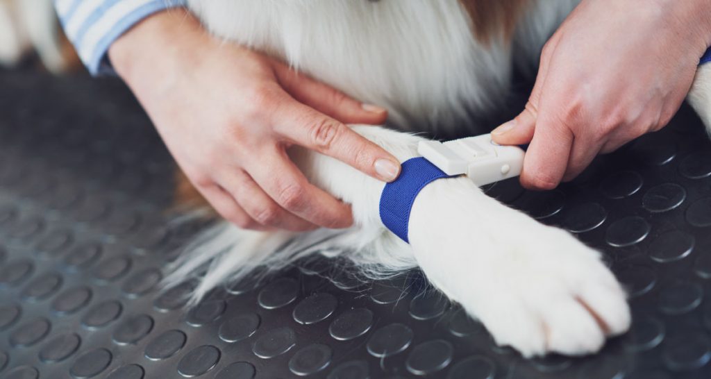 kinesiología