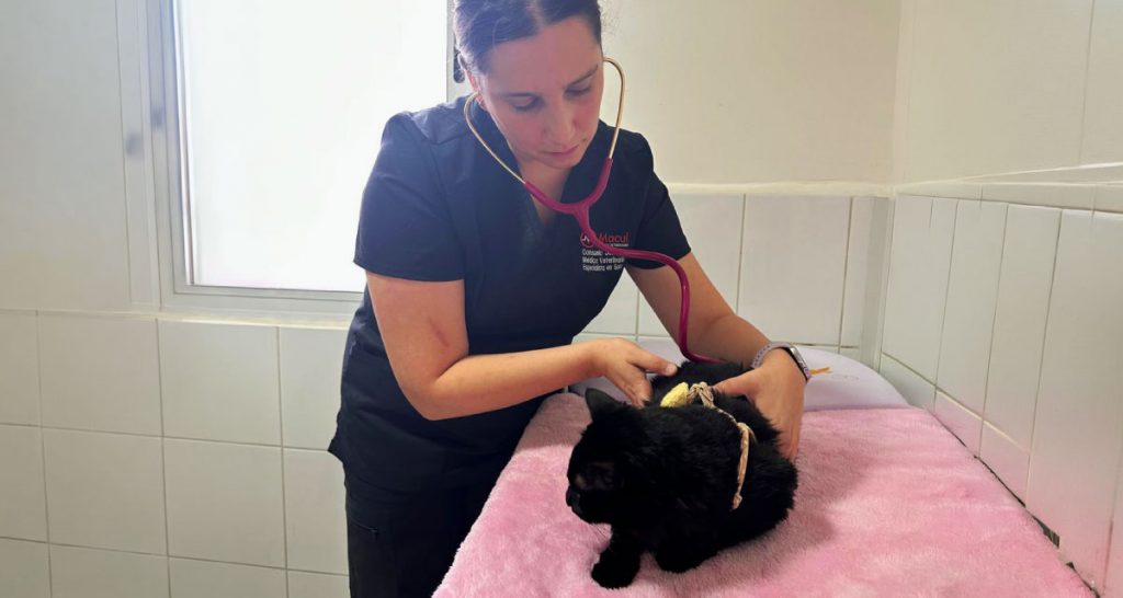 medicina felina