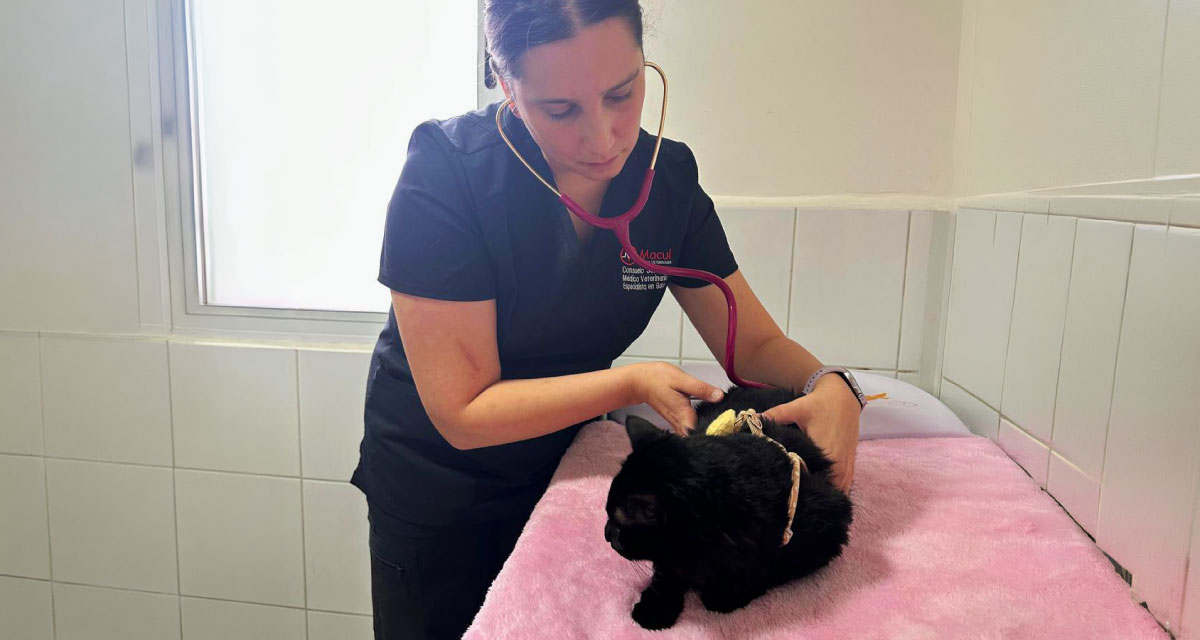 medicina felina